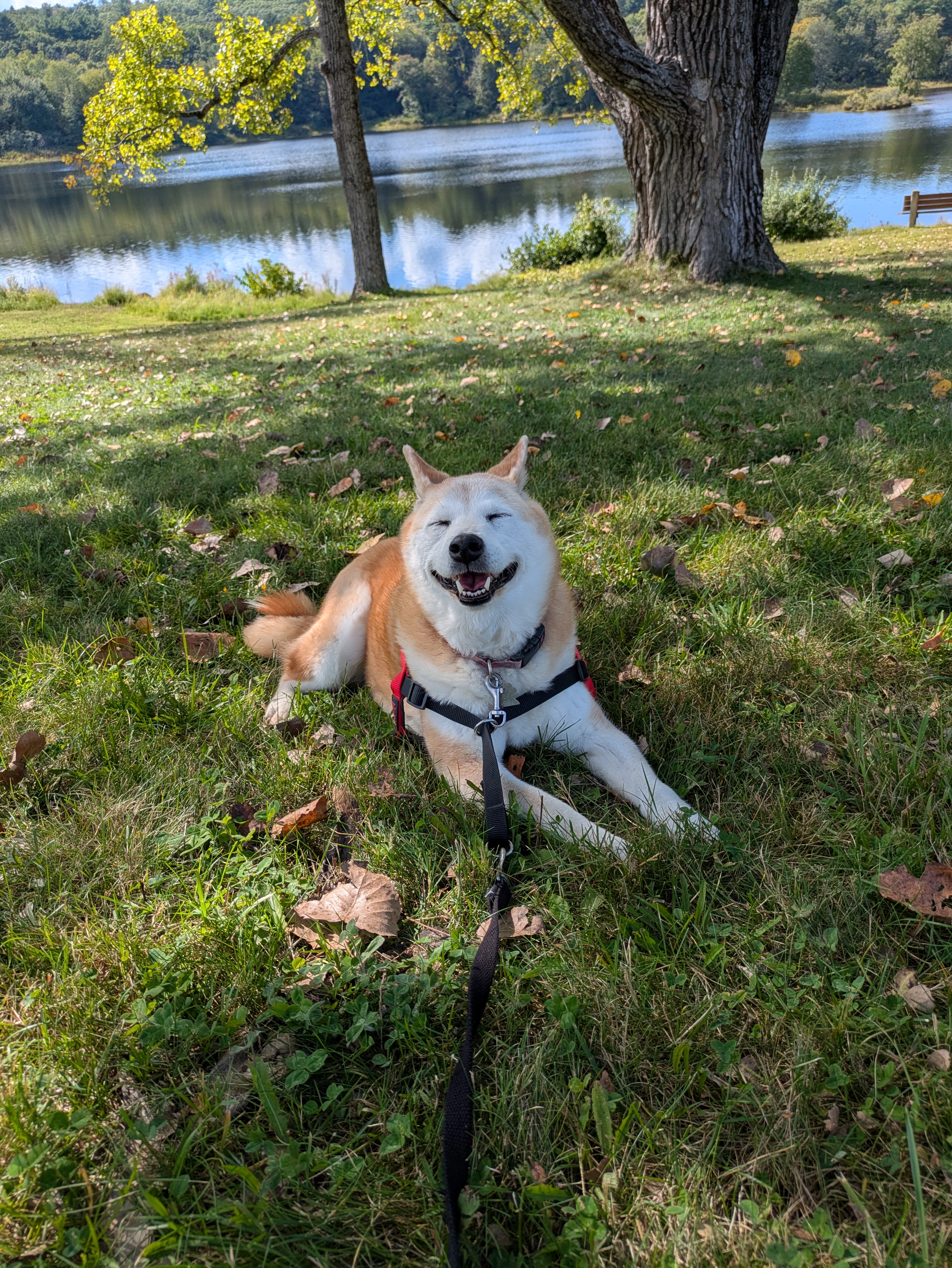 Happy dog Maya smiling